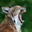 O que é o LINCE?